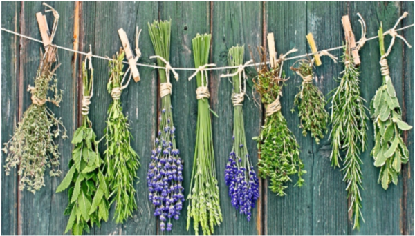 Herbs 4 UR Health E-Book - Image 3